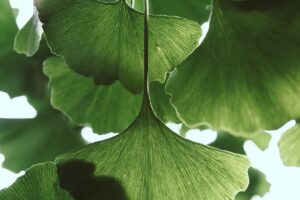 Ginkgo stromy byly na Zemi ještě před dinosaury